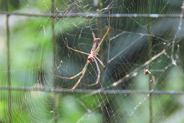 spider on web