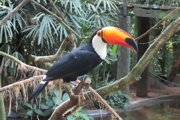 toucan on a branch