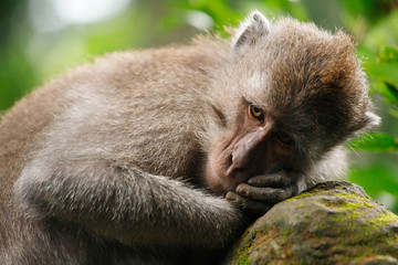 Long-tailed macaque in Sacred Monkey Forest, Ubud, Indonesia
