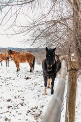 Horses in a snowy field by fence