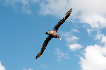 bird flying on a cloudy blue sky. freedom concept