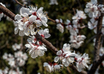 Spring, apricot blossom, Sakura. The foreground and background are blurred.