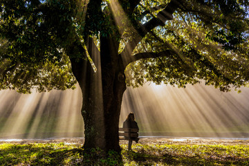 an old holm oak and winter sunbeams in torre a castello, siena