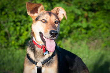 portrait of a beautiful  dog outdoor. pet  lifestyle