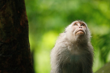 Naklejka premium Monkey looks up. Sacred Monkey Forest, Ubud, Indonesia