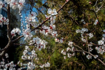 Cherry blossoms on the background of high-rise buildings. The background is blurry.