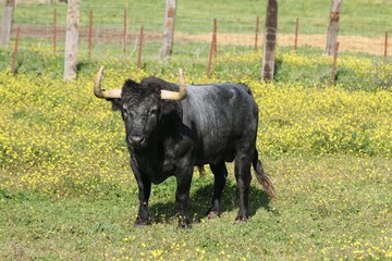 Bull in spain in the green field