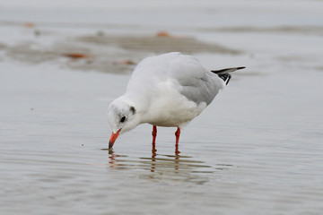 Lachmöwen im Herbst an der Ostsee