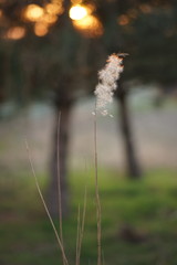 Reed grass grow in nature, blurred background
