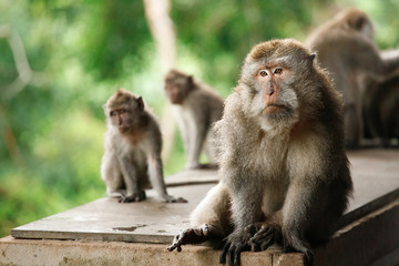 Long-tailed macaques in Sacred Monkey Forest, Ubud, Indonesia