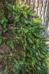 Obraz premium Ferns growing on a tree closeup