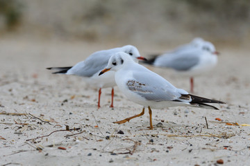 Lachmöwen im Herbst an der Ostsee