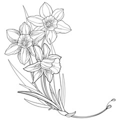 Corner bouquet with outline narcissus or daffodil flowers and leaves in black isolated on white background.  - obrazy, fototapety, plakaty