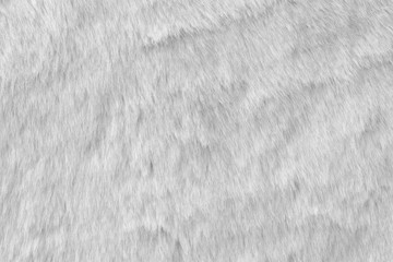 White real wool with a white top texture background, light natural sheep  wool, white seamless cotton, fluffy fur texture for designers, close-up white wool rug