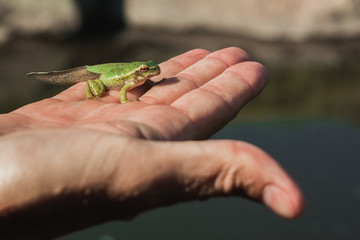 Little frog on human hand
