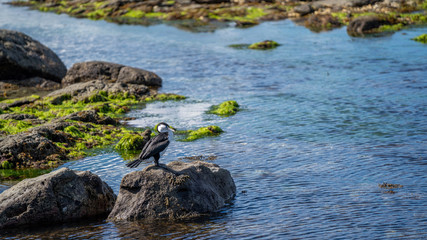 Punakaiki Pancake Rock In New Zealand 