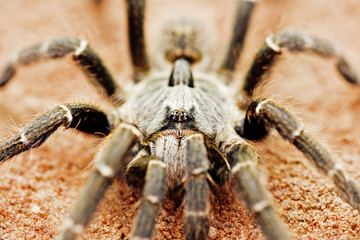 Baboon spider