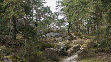 Forêt de Fontainebleau France
