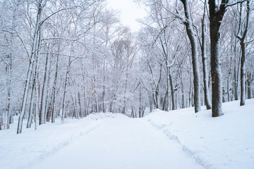 Winter landscape, trees in the forest after a heavy snowfall, road in the forest.