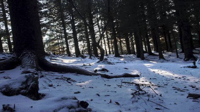  Sun rays shining through trees winter forest Iceland HDR slide
