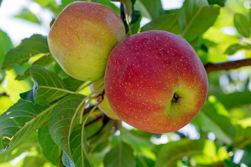 Apples Hanging From a Tree Branch