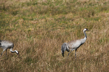 Obraz na płótnie Canvas cranes on the field
