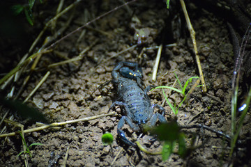 Scorpione costa rica