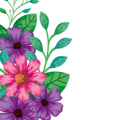 cute flowers pink and purple with leafs vector illustration design