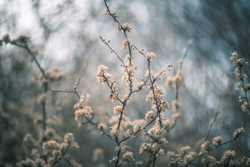 hawthorn flowers vintage rendering with helios lens