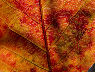 Fototapeta premium Autumn Leaf Macro