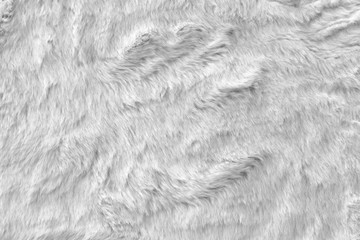 White real wool with a white top texture background, light natural sheep  wool, white seamless...