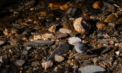 Grey small bird sitting near water body in Uttarakhand