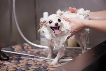 Unrecognizable female groomer using dog shampoo on a happy healthy pomeranian dog
