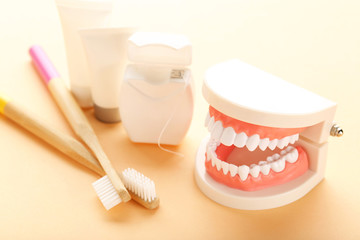 Teeth model with toothbrushes and dental thread on beige background
