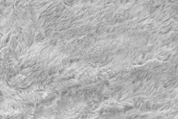 White real wool with a white top texture background, light natural sheep  wool, white seamless cotton, fluffy fur texture for designers, close-up white wool rug