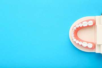 Teeth model on blue background