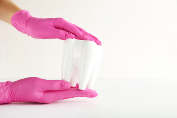 Tooth model in dentist hands on grey background