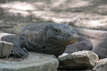 Komodo island