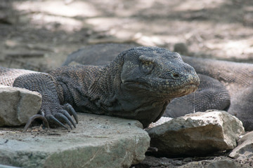 Komodo island