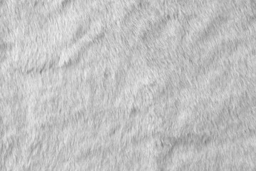 White real wool with a white top texture background, light natural sheep  wool, white seamless cotton, fluffy fur texture for designers, close-up white wool rug