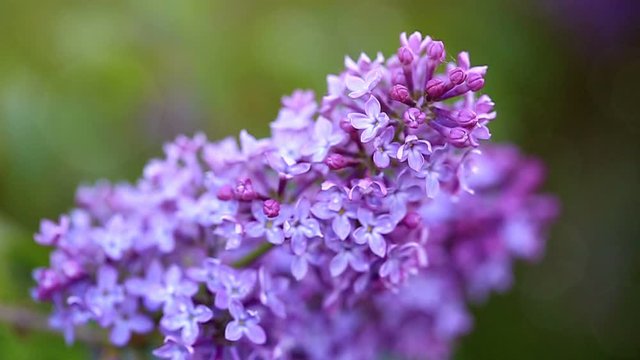 Close-up oof blossoming lilac .
