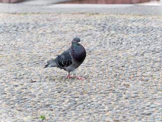 Obraz premium Pigeon