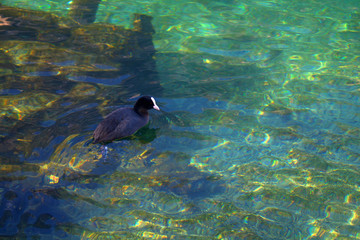 bird in the water,animal,nature,lake,wildlife,blue,reflection