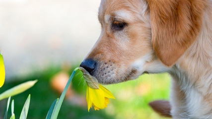 Golden Retriever puppy sniffing at yellow daffodils. Close up. Header banner.