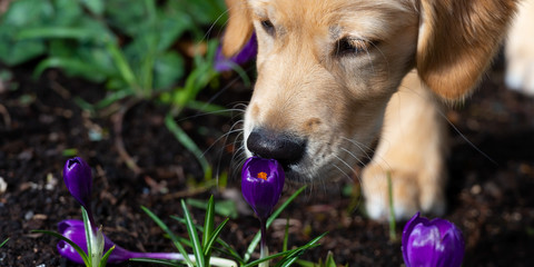 Golden Retriever puppy sniffing at a purple crocus. Close up. Header banner.