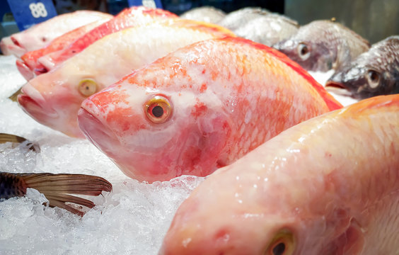 Fresh Descaled Red Snapper Fish on Ice in the Market