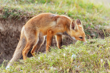 Naklejka na ściany i meble A young red Fox in a beautiful light. Vulpes vulpes
