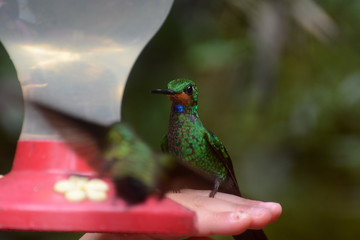 Colibri