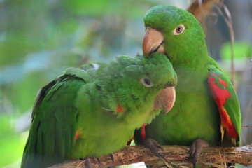 colorful parrot on a branch