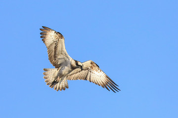 Fototapeta premium Osprey is large bird of prey